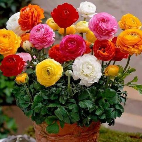 hạt giống hoa đồng tiền lai cấy mô 100h nhiều mầu giống mới nhất