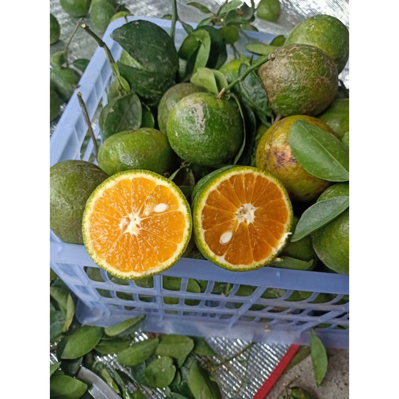 1 kí Cam Sành Cam Tươi Cam Vắt Từ Vựa Giao Nhanh Toàn TPHCM | BigBuy360 - bigbuy360.vn