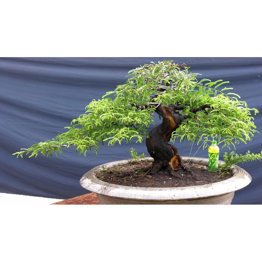 Hạt giống cây me kiểng ngọt bonsai