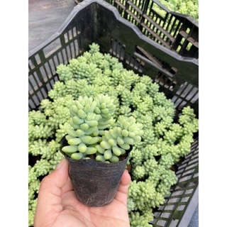 Sen đá chuỗi ngọc tròn bầu 3 cây