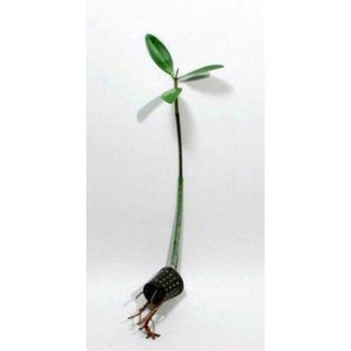 Thủy Sinh - Cây Thủy Sinh - Đước - Biotope - Bán Cạn