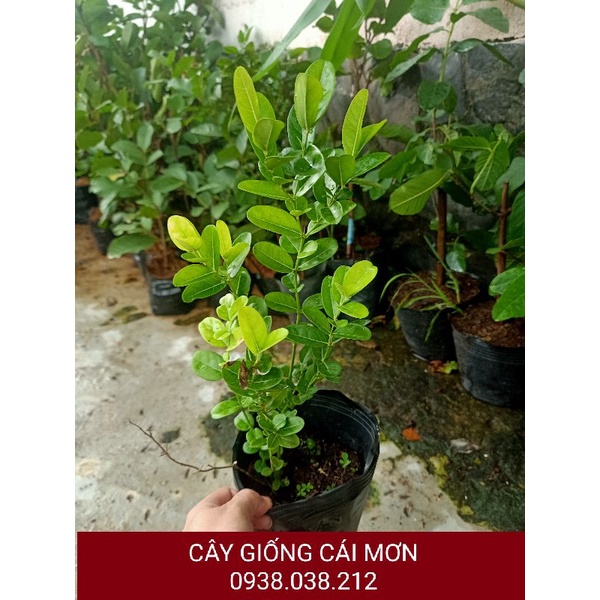 CÂY GIỐNG SIRO