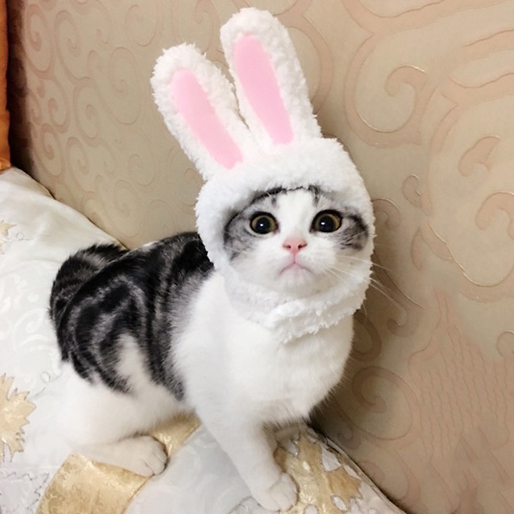 Mũ tai thỏ hóa trang cho chó mèo