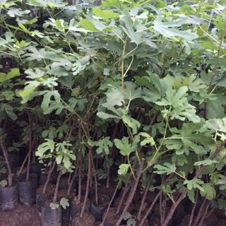Cây sung mỹ black  quả tím