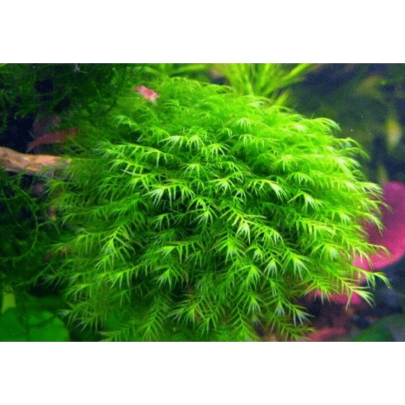 Rêu Minitaiwan - Rêu Thủy Sinh Dán Lũa Bonsai | Rêu Peacock - Taiwan - XMas - Spinky