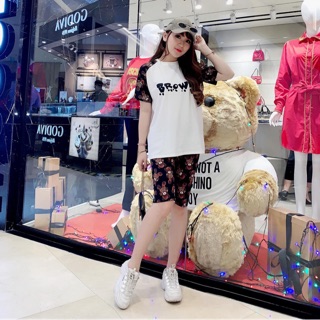 Set gấu bear