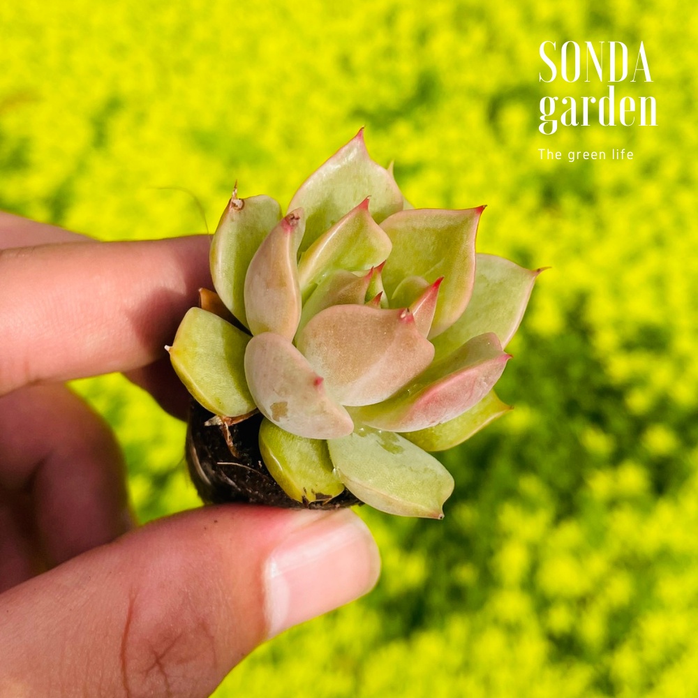 Sen đá đế vương xám SONDA GARDEN size mini 2.5-4cm, cây cảnh trang trí nhà cửa, lỗi 1 đổi 1