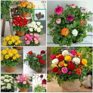 Bộ 6 củ giông hoa mao lương nhiêu màu ( Kèm 6 viên nén xơ dừa ươm củ )