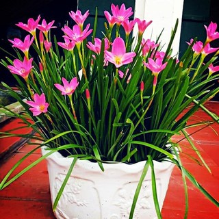 Hoa tóc tiên có bầu đất dính chặt rễ - gốc 3 đến 5 cây + hạt dinh dưỡng tưới cây + một sô hạt giống rau màu (hoa)