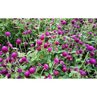 hạt giống hoa cúc bách nhật mix 100 hạt