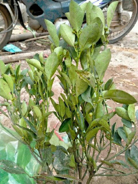 CÂY QUẤT GIỐNG CAO HƠN 70CM ĐANG RA HOA VÀ TRÁI NON