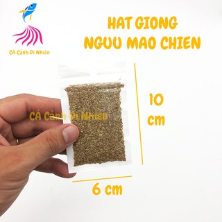 Hạt giống thủy sinh NGƯU MAO CHIÊN lùn xòe, ngưu mao chiên cao cho hồ cá 5 gram