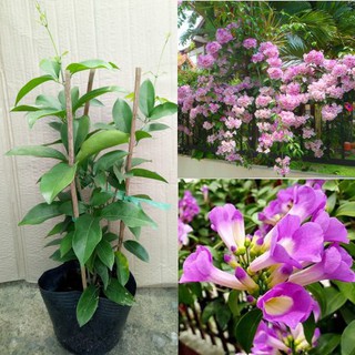Cây giống hoa lan tỏi