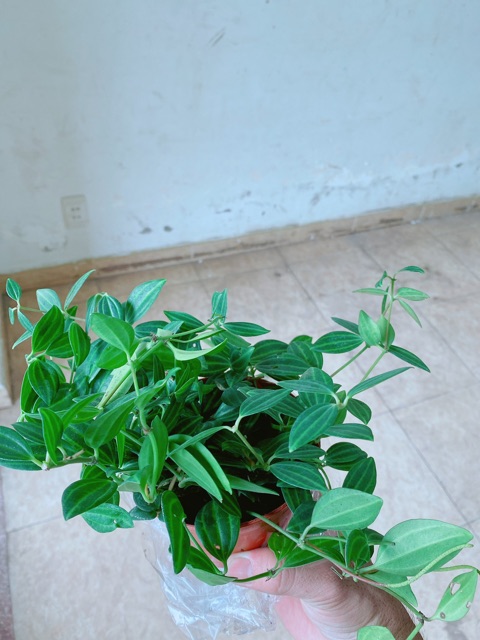 Chậu Cây Bình An