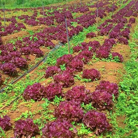 Hạt giống Xà Lách Tím Năng Suất Cao ( Gói 1 Gram ) - Nông Sản Vàng