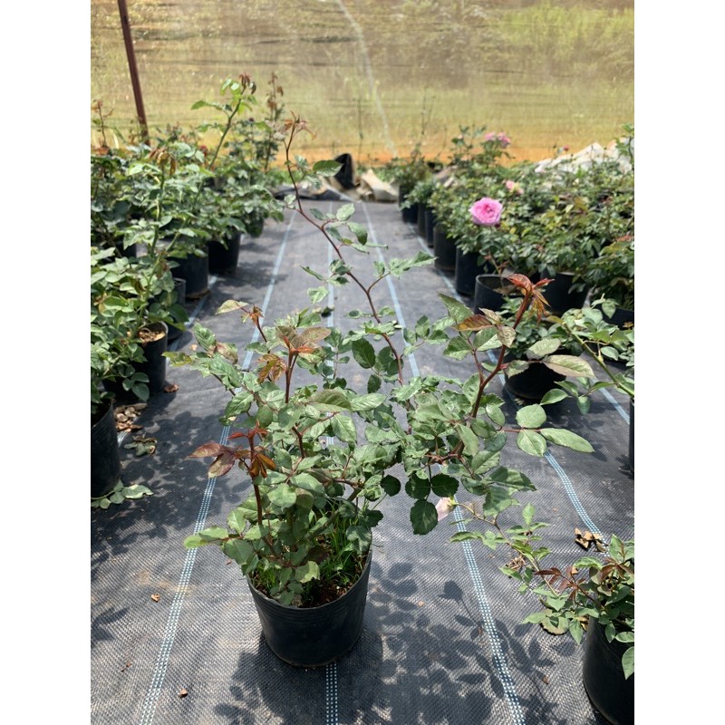 Hoa hồng leo Doctuer Massad - cây nguyên chậu cao 50-60cm. thienan22916