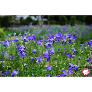 Hạt Giống Hoa Cát Cánh - 50 hạt