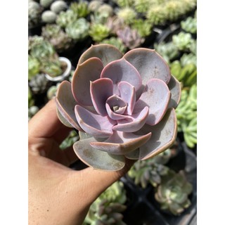 Sen đá Hồng Dâu 5cm