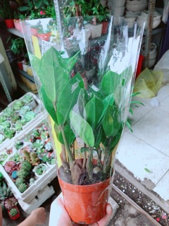 Kim Tiền Thái