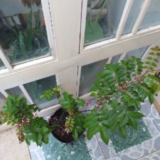 Cây khế nhật chua.