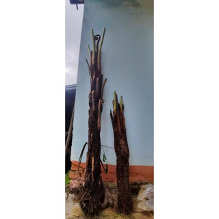 Dương xỉ thân gỗ _ cây Quyết cổ đại cây 60cm