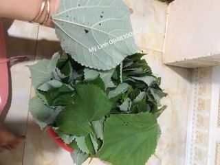 LÁ GAI LÀM BÁNH GAI ( tặng giống cây về trồng bao sống 100%)