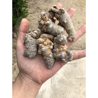 Củ tam thất bắc loại to ( 5 củ 100g )