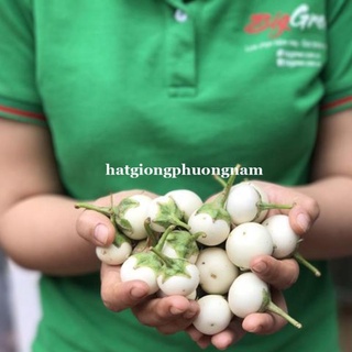 1GR - HẠT GIỐNG CÀ PHÁO TRẮNG