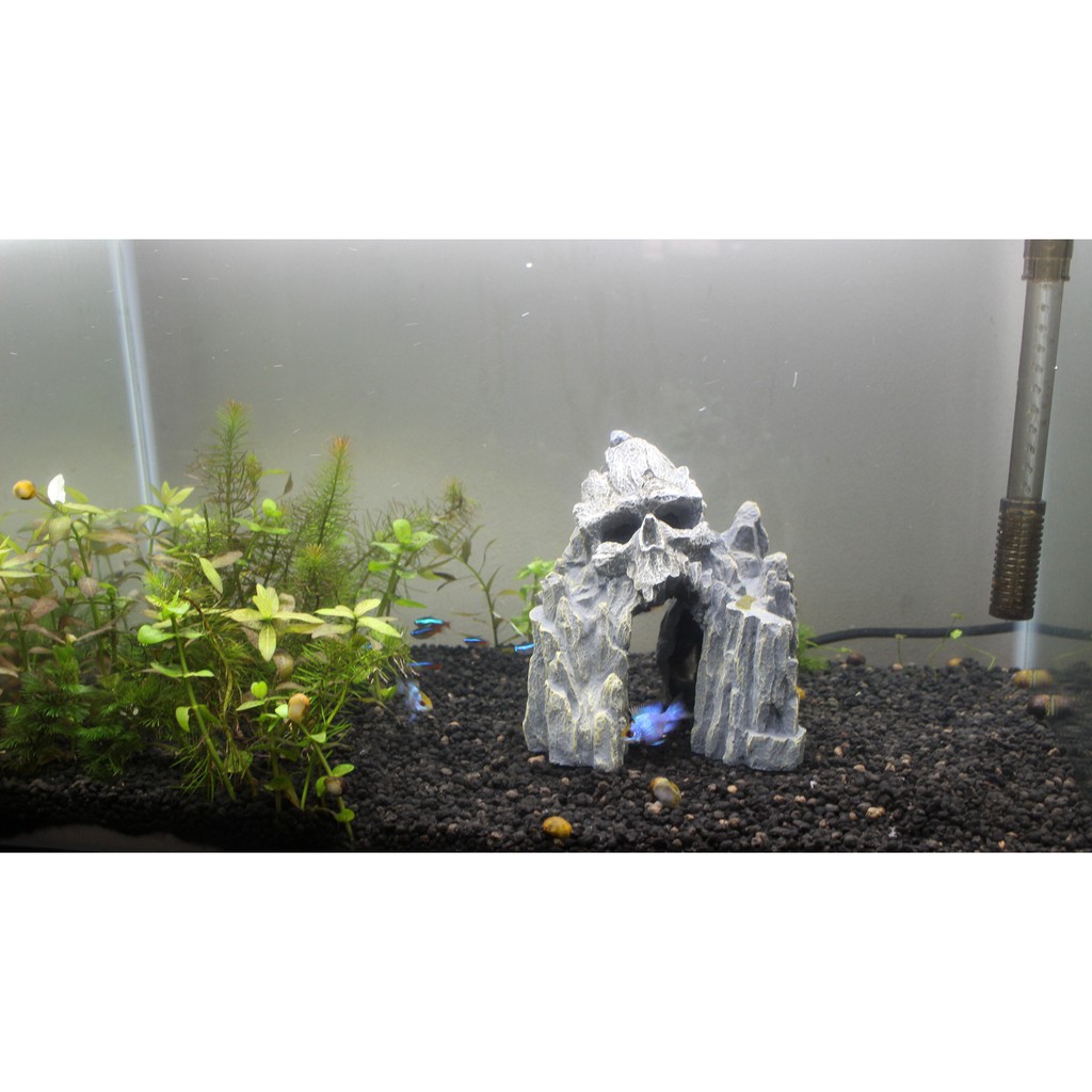 Trang Trí Thuỷ Sinh , Hồ Cá - Đảo Đầu Lâu