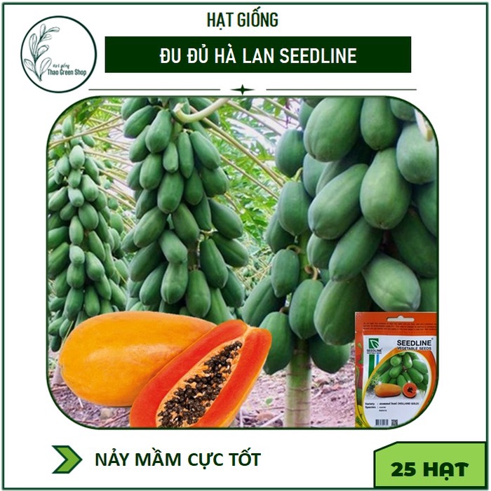Hạt giống Đu Đủ Hà Lan Siêu Ngọt Seedline 20 hạt