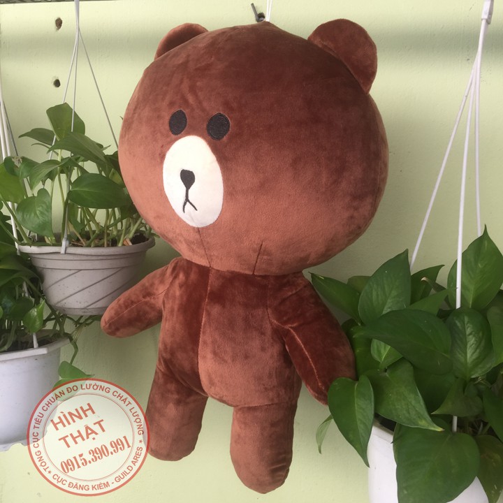 Gấu Brown 50cm siêu cute
