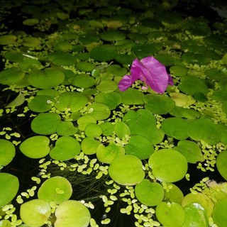 Bèo NHẬT 10 CÂY - Bèo cho bể cá cảnh - Phụ kiện trang trí hồ cá cảnh - trang trí hòn non bộ giá rẻ