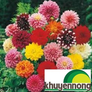 hạt giống hoa thược dược lùn 40 hạt