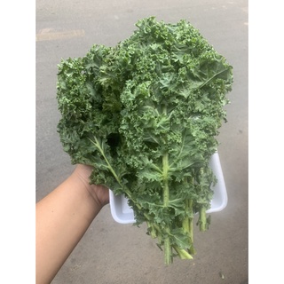 Cải kale / cải xoăn - nông sản đà lạt
