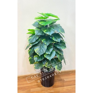 Cây trầu bà cao cấp 110cm
