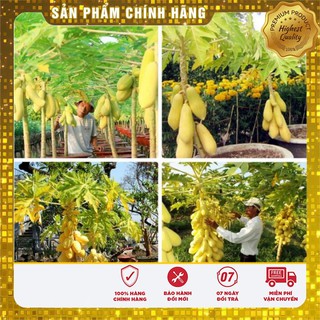 Hạt Giống Đu Đủ Vỏ Vàng  LUCKY SEEDS (05 hạt)