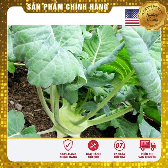 Hạt giống xu hào xanh 200 hạt  USA