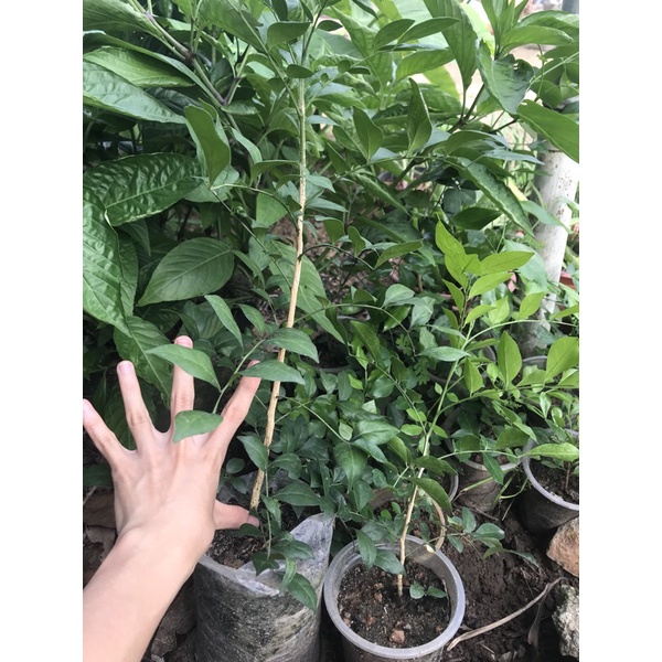 Cây nguyệt quế