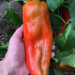 HẠT GIỐNG ỚT KHỔNG LỒ NGỌT ACUAGA F1