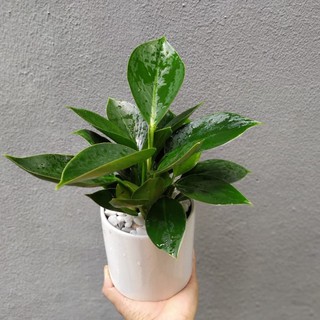 Cây trầu bà đế vương xanh chậu sứ [ Sale ]