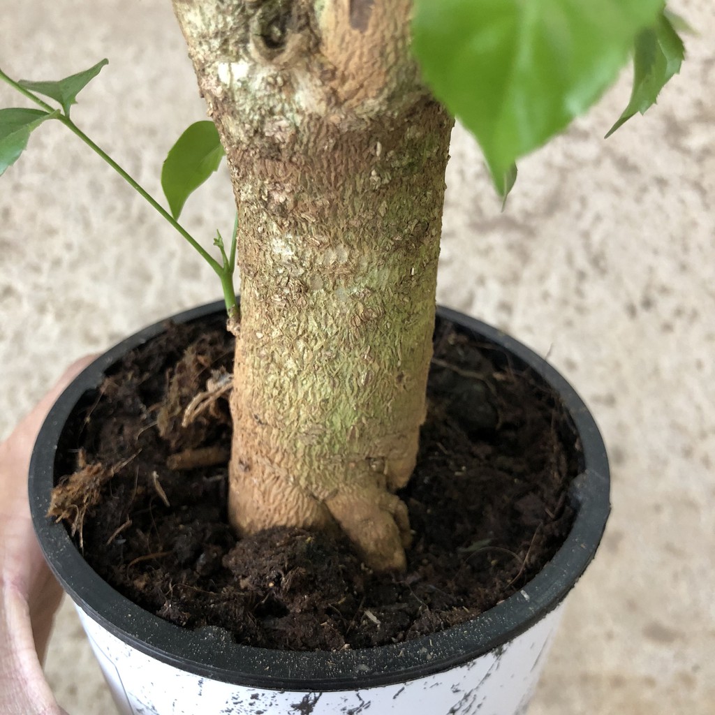 Cây hạnh phúc phong thủy , chiều cao 30-35cm tán to đẹp dễ chăm sóc, thích hợp trang trí cảnh quan sân vườn nội thất