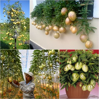  Gói 5 hạt giống dưa Pepino F1