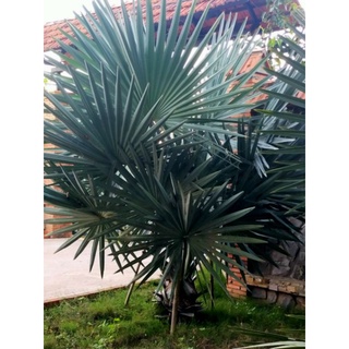 Cây 🌲 Kè Bạc