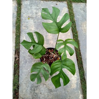 Rhaphidophora Tettra ( Montera mini Thái)