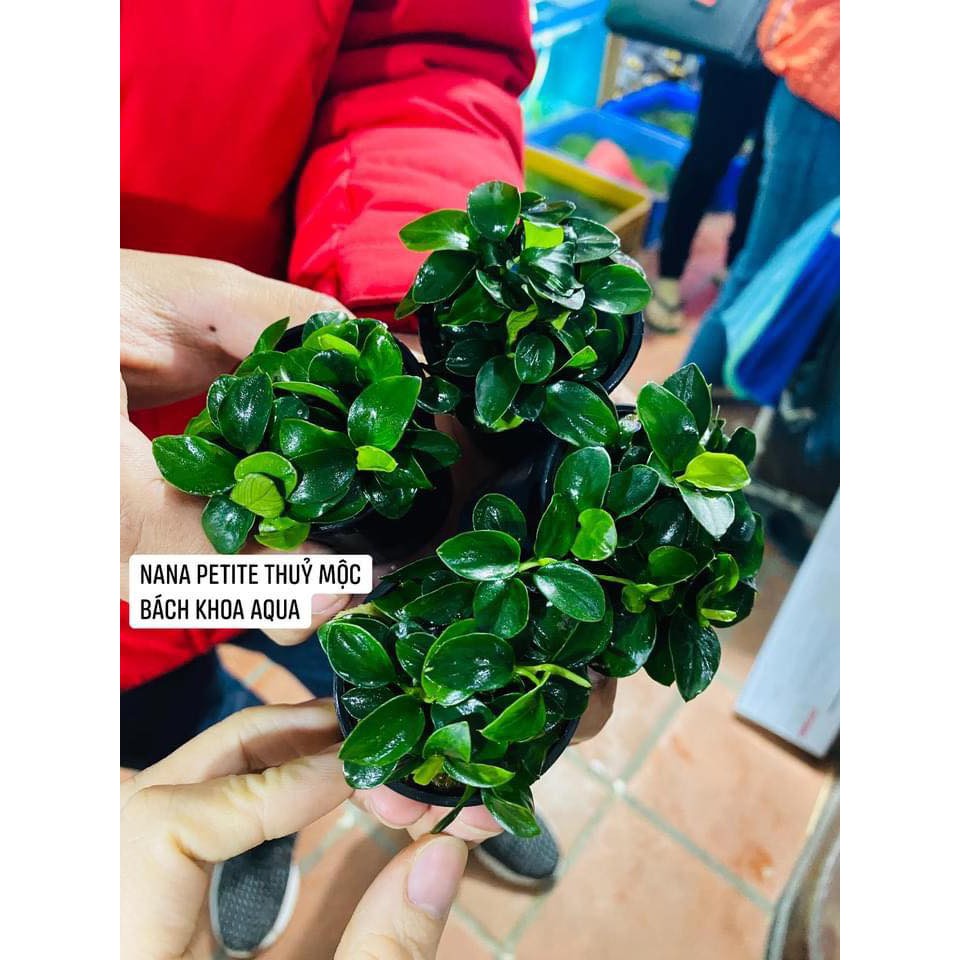 Anubias Nana Petite Thủy Mộc - Cấy Mô