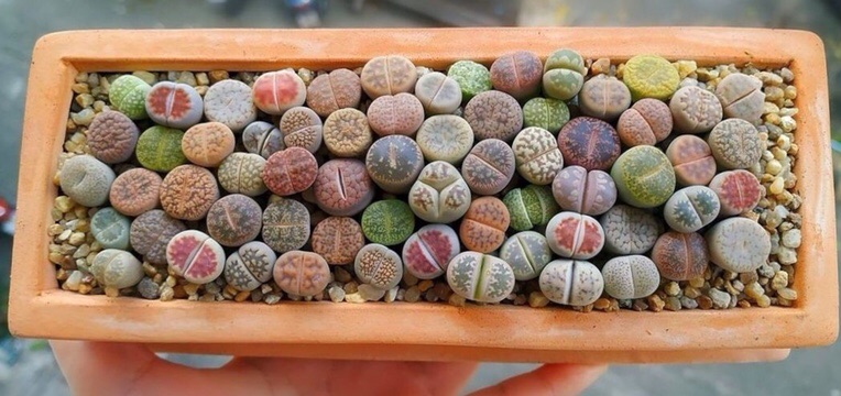 [MUA 10 TẶNG 1] SEN ĐÁ LITHOPS SIZE 0,5~3 CM ( SEN MÔNG; SEN THẠCH LAN )