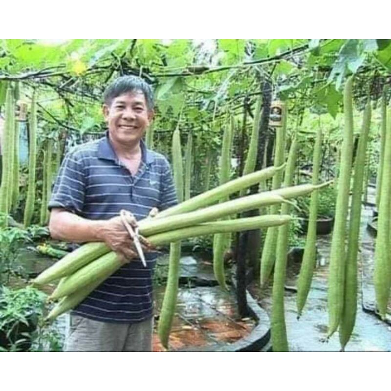 Hạt _giống _mướp _hương _siêu _quả