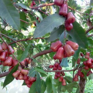 Cây giống roi đỏ An Phước