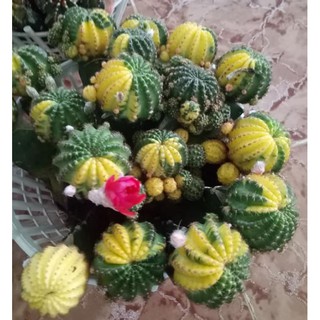 Xương rồng Lobivia Lem