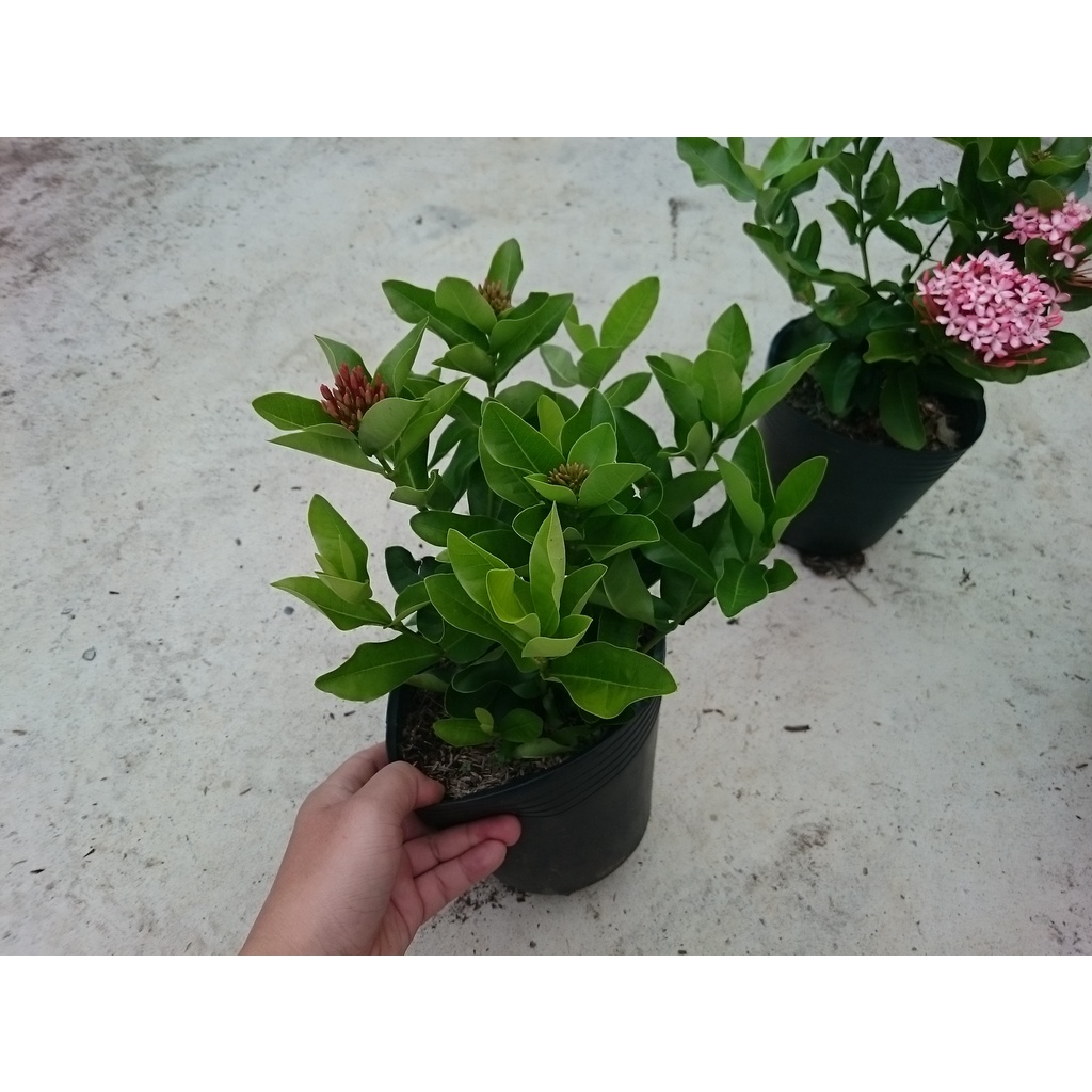 Cây Mẫu Đơn Hồng  - cây bông trang hồng